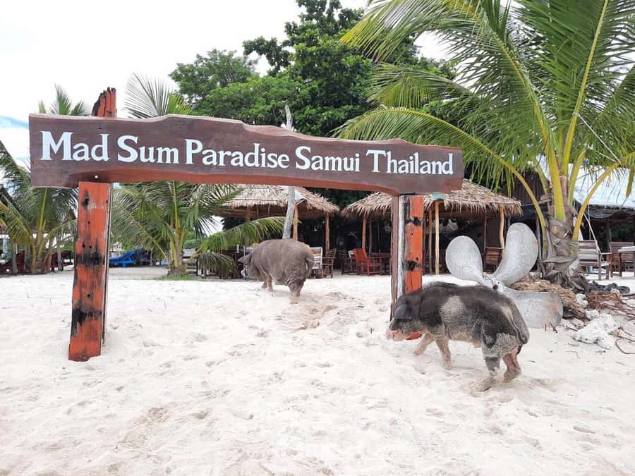 Koh Samui: Sunset Pig Island and Snorkeling Koh Tan w/Dinner - T.K. Restaurant dinner: what you get, and how it lands after the sea
