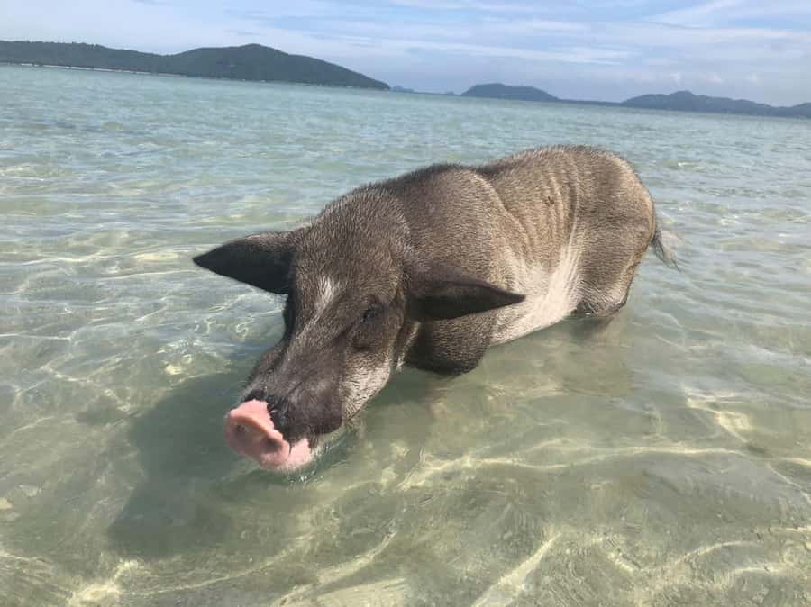 Koh Samui: Sunset Pig Island and Snorkeling Koh Tan w/Dinner - From hotel pickup to pier: what the ride feels like