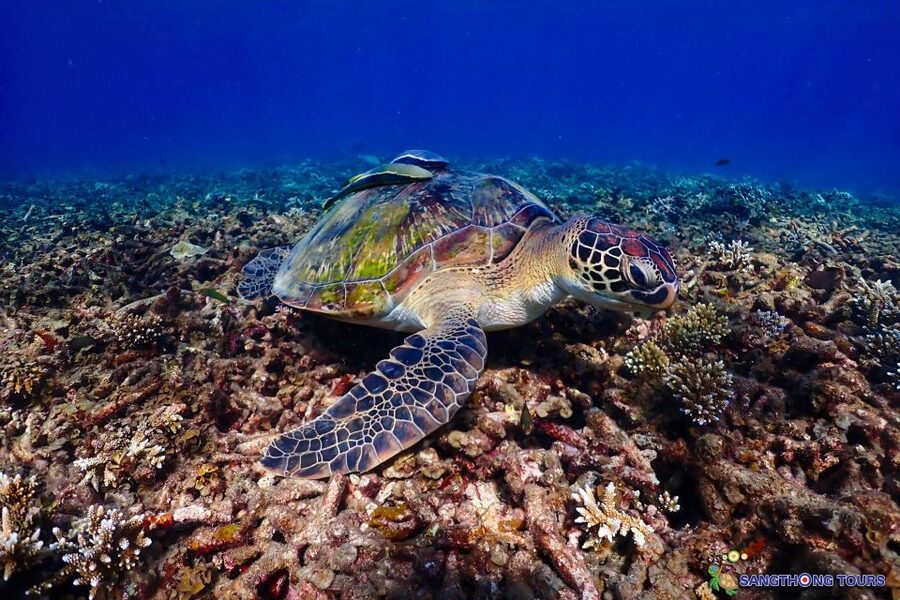 Koh Tao: Islands Snorkeling Highlights Day Tour & Lunch - Your packing list, so the day stays fun and not annoying