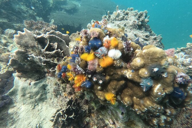 Koh Tao & Koh Nang Yuan Snorkeling Tour by Speed Boat from Samui - Hin Wong Bay and Mango Bay: what you can spot in the water