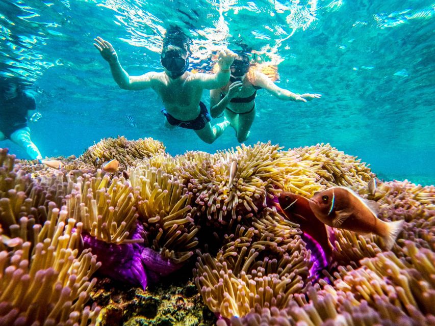 Koh Tao: Koh Nangyuan and the Hidden Bays Trip by the Oxygen - Ao Hin Wong: Yellow-Strip Scad and Reef Rhythm