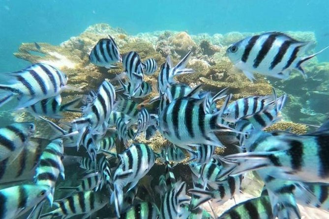 Koh Tao & Koh Nangyuan by Speed Boat (Snorkeling trip from Koh Samui) - Group size and explanation quality, how to make the day feel smooth