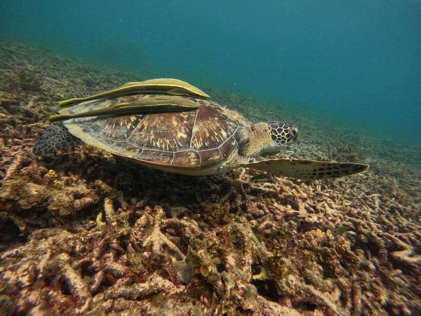 Koh Tao: Koh Nangyuan & Hidden Bays Snorkeling Tour w/ Lunch - Marine life rules and how to snorkel safely with less stress