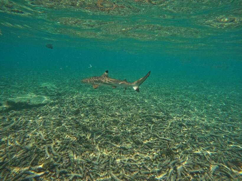 Koh Tao: Koh Nangyuan & Hidden Bays Snorkeling Tour w/ Lunch - Sunscreen, rash vests, and the 7-hour sun reality