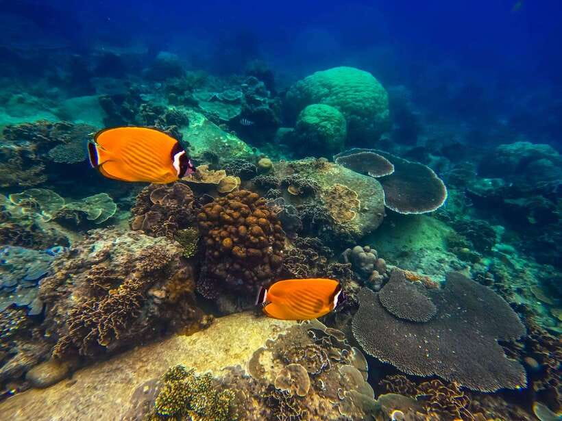 Koh Tao: Koh Nangyuan & Hidden Bays Snorkeling Tour w/ Lunch - Who this tour suits best on Koh Tao