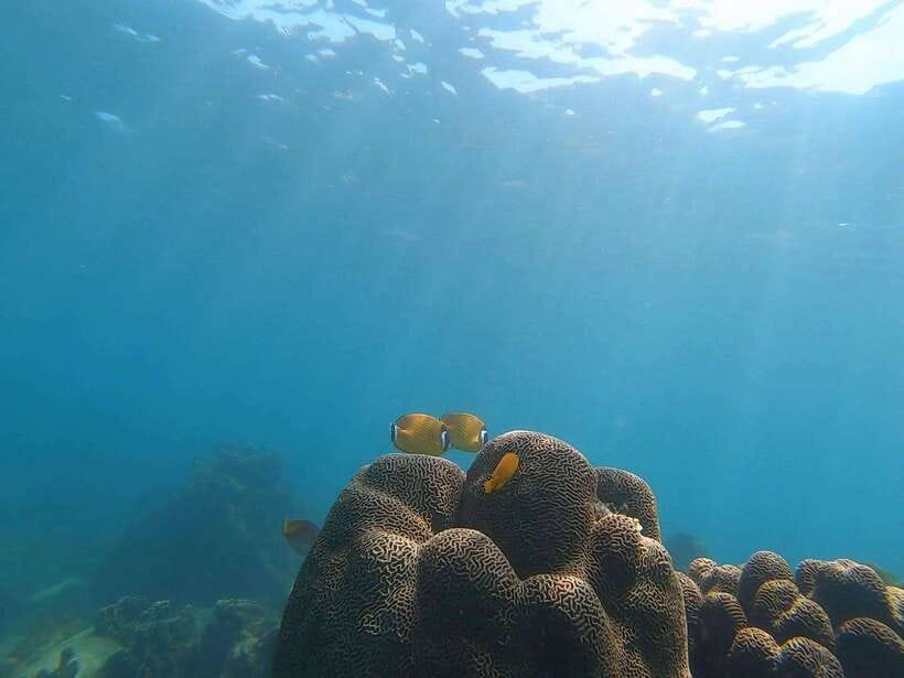Koh Tao: Premium Snorkel Tour to Koh Nangyuan Bays by Oxygen - Buddha Rock and Shark Bay: Quiet Sand, Then Blacktip Possibilities