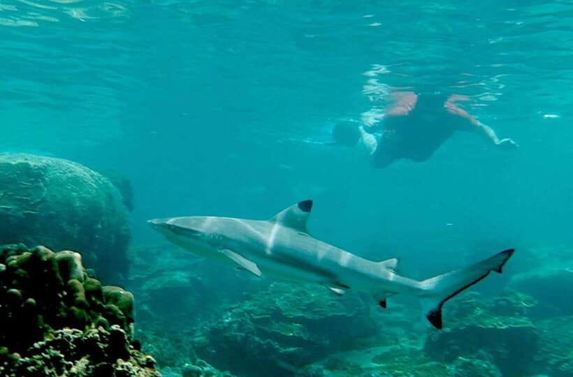 Koh Tao: Premium Snorkel Tour to Koh Nangyuan Bays by Oxygen - Koh Nangyuan: Viewpoint Photos and Japanese Garden Snorkel Time