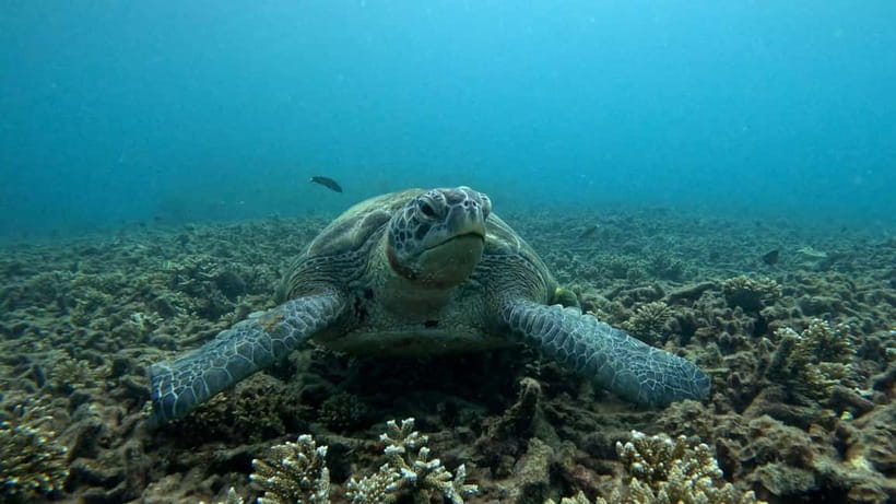 Koh Tao: Snorkeling and Sunset Tour - Key highlights for Koh Tao sunset snorkel