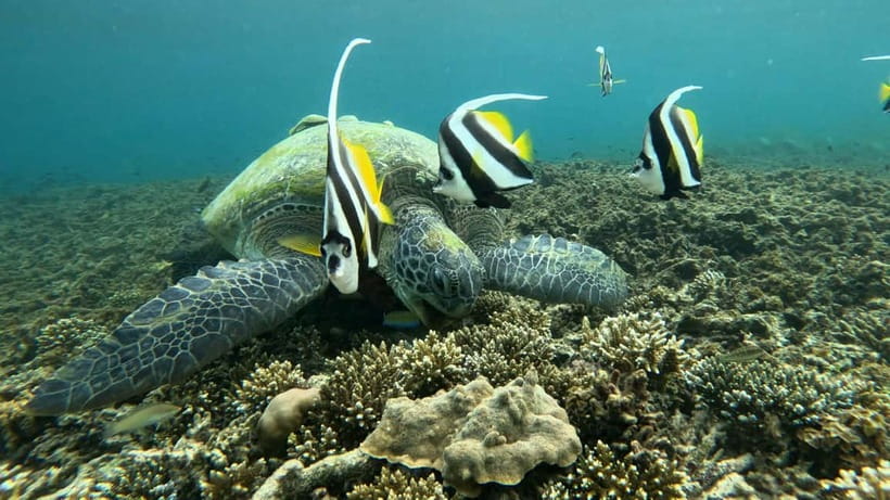 Koh Tao: Snorkeling and Sunset Tour - What Youre Getting With a 150-Minute Koh Tao Sunset Snorkel