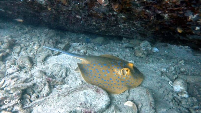 Koh Tao: Snorkeling and Sunset Tour - Two Snorkeling Spots and the Wildlife Game Plan