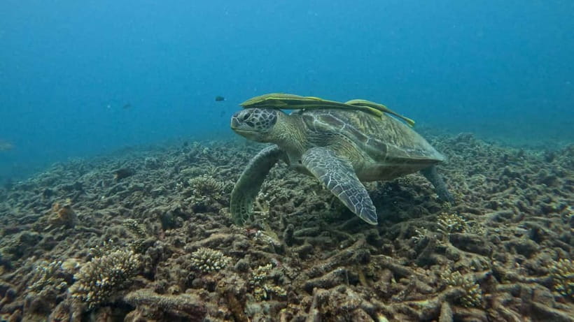 Koh Tao: Snorkeling and Sunset Tour - Small Group Max 10, Calm Vibes, and Why It Matters Underwater