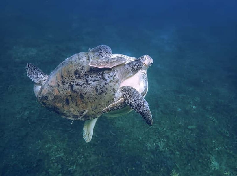 Koh Tao: Snorkeling Trip to Nang Yuan Island & Hidden Bays - Ao Leuk and Shark Bay: coral views now, turtles and possible sharks later