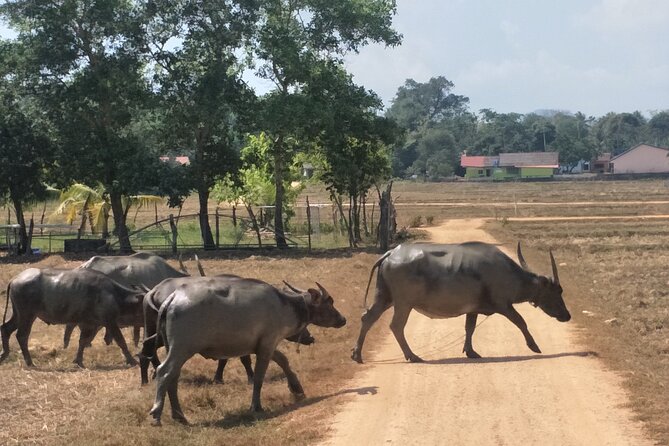 Koh Yao Noi Cycling and Beach - The bikes, pace, and heat reality check