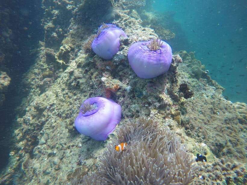 Krabi: 7 Islands Sunset Tour with Buffet Dinner & Snorkeling - Ko Yawasam: shallow water snorkeling you can actually enjoy