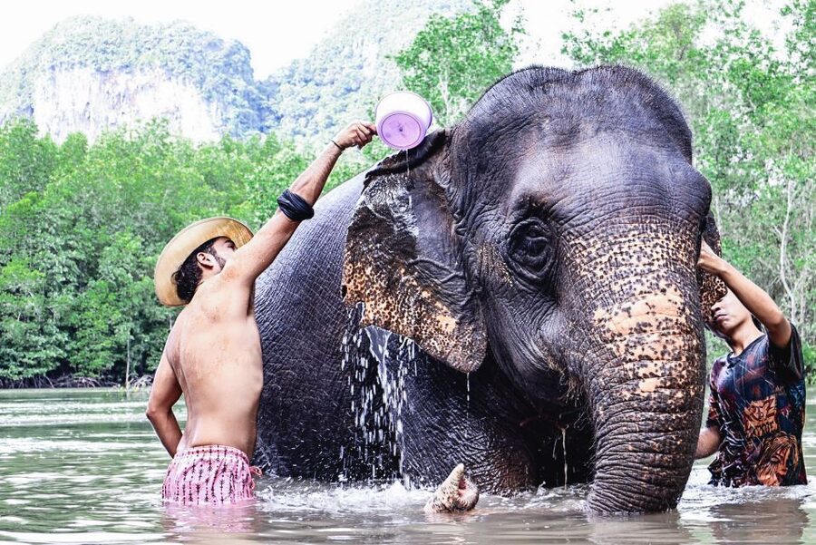 Krabi: Elephant Bathing Session at Krabi Elephant Shelter - Price and value: is $48 a good deal for this kind of time?