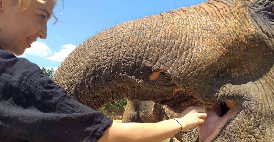 Krabi: Elephant Care House Guided Tour with Hotel Transfers - The 15-minute safety talk that sets the tone