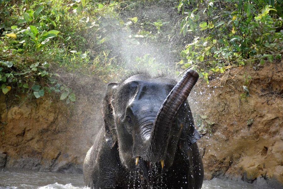 Krabi: Elephant Care House Guided Tour with Hotel Transfers - Bath time with the elephants: the moment you’ll talk about for years