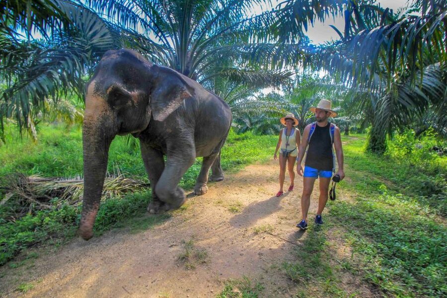Krabi: Elephant Care House Guided Tour with Hotel Transfers - The hour of sightseeing and welcome refreshments