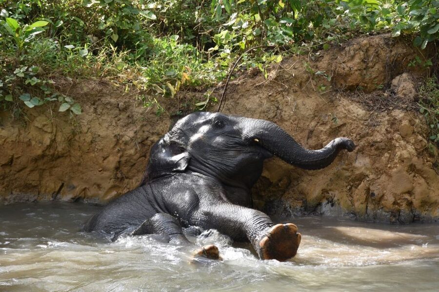 Krabi: Elephant Care House Guided Tour with Hotel Transfers - Price and value: is $57 a fair deal?