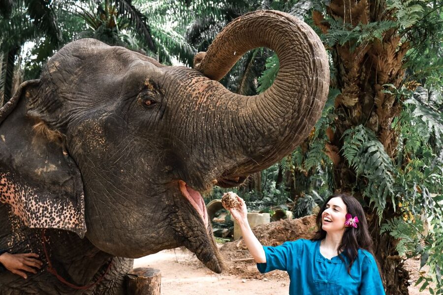 Krabi: Elephant Feeding Program - Who This Experience Suits, And Who Should Skip It