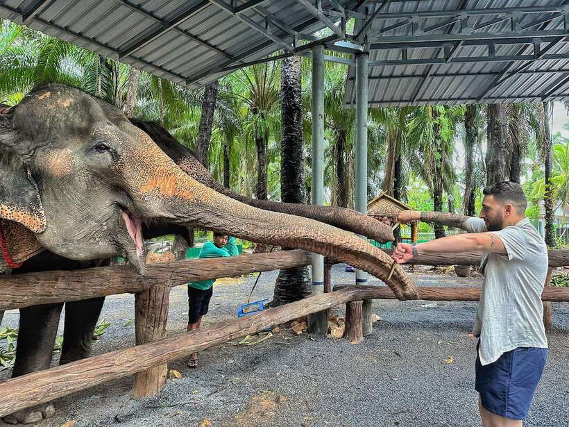 Krabi: Elephant Feeding Program - Choosing A 30-Minute Elephant Feed In Krabi