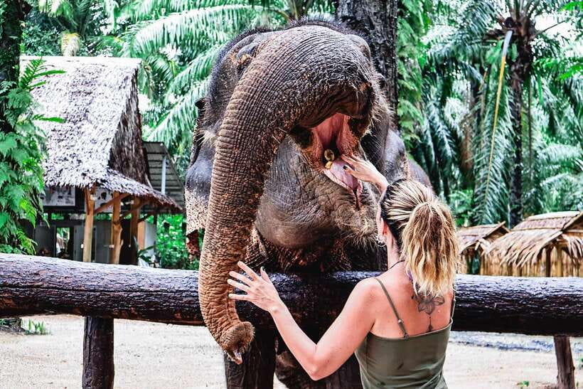 Krabi: Elephant Feeding Program - Price Breakdown And Why It’s Reasonable For Krabi