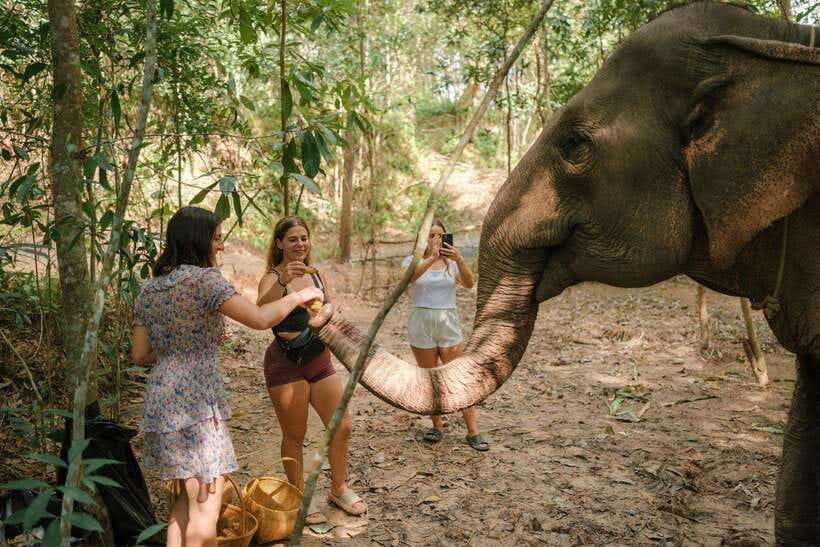 Krabi: Elephant Sanctuary (near Ao Nang) Visit - Ancient tools and rescue stories, what the guide adds