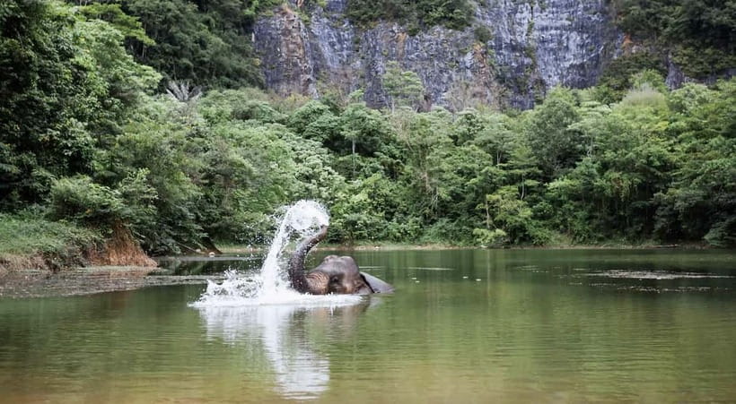 Krabi: Ethical Elephant Sanctuary & Tiger Cave Temple Tour - A day in Krabi: elephants first, temple climb second