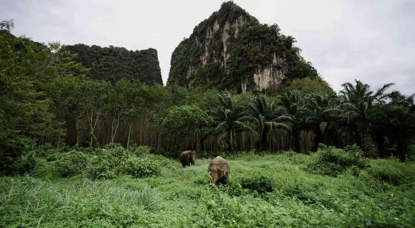 Krabi: Ethical Elephant Sanctuary & Tiger Cave Temple Tour - Krabi Elephant Green Sanctuary: what ethical care really means here