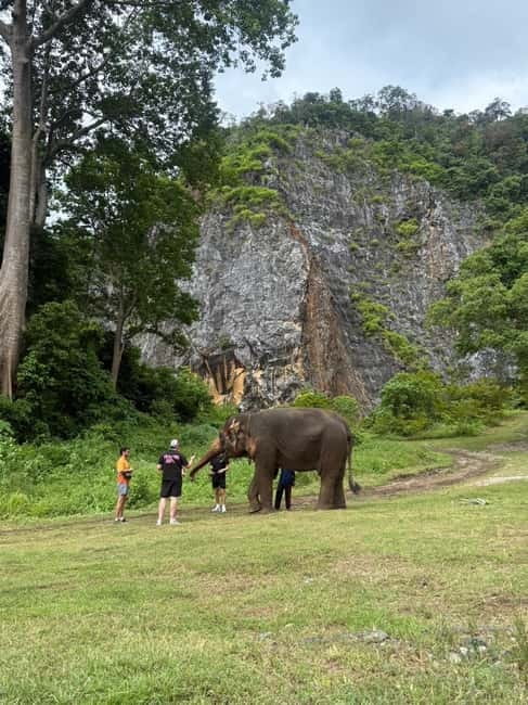 Krabi: Ethical Elephant Sanctuary & Tiger Cave Temple Tour - Feeding and walking with elephants: simple, hands-on, and a bit messy