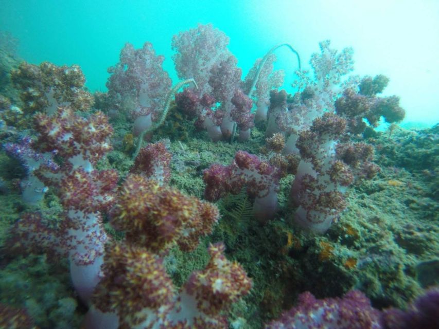 Krabi: Freediving and Snorkeling at Yawasam and Talu Island - Key things I’d prioritize before you go