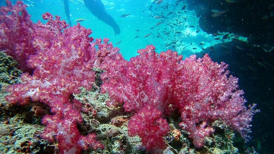 Krabi: Freediving and Snorkeling at Yawasam and Talu Island - Price and value: what $59 buys you, and what costs extra