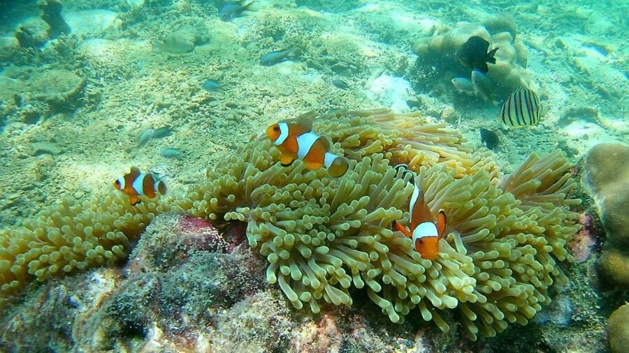 Krabi: Freediving and Snorkeling at Yawasam and Talu Island - Koh Talu and Talu Cave at low tide: the geology is the star