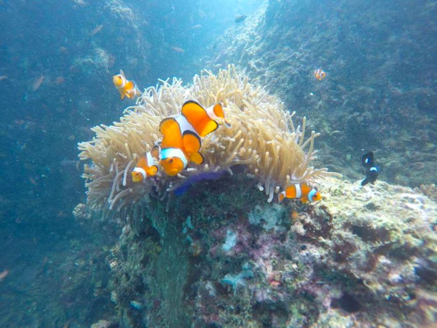 Krabi: Freediving and Snorkeling at Yawasam and Talu Island - Koh Poda, Buya Beach, and the sand-lunch that makes the day worth it