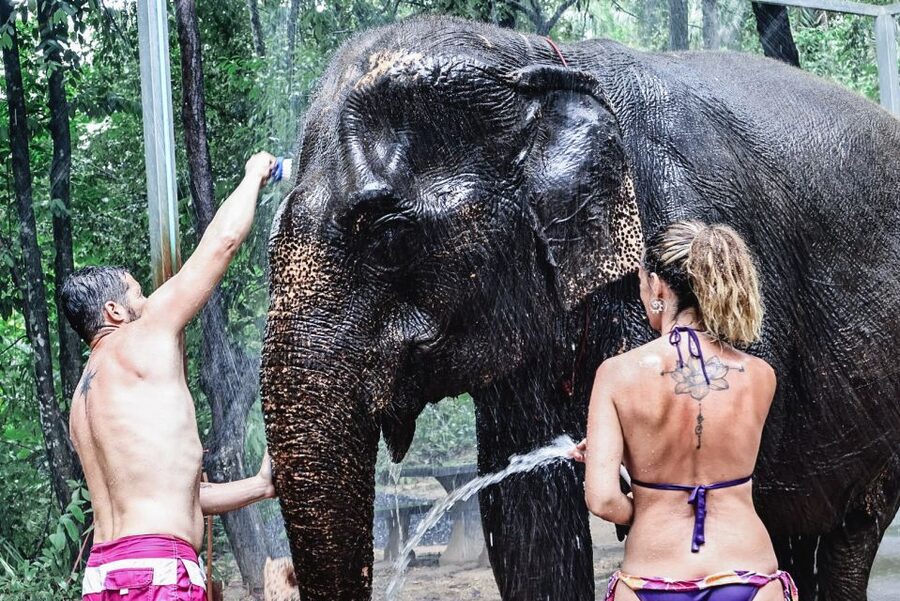 Krabi: Highlights Tour with Krabi Elephant Shelter - The 2-hour flow: feeding, mud, river, then showers