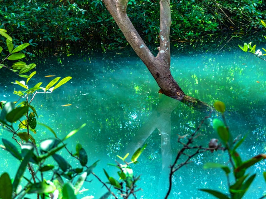 Krabi: Kayaking, Crystal Lagoon, and Fish Spa in Klong Root - Pineapple farm stop: authentic agriculture, but the length can vary