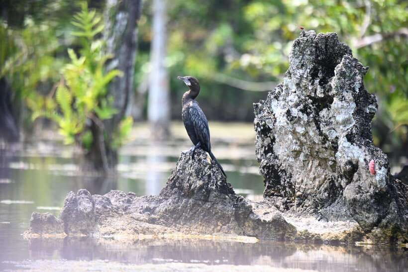 Krabi: Klong Root (Crystal lake) Kayaking tour - Pineapple plantation visit and fresh fruit payoff