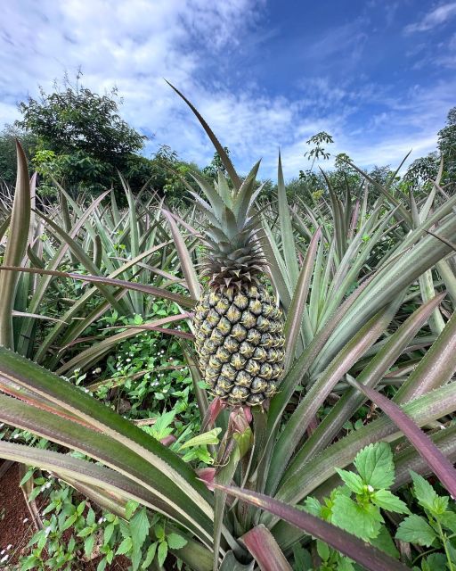 Krabi: Klong Root Kayaking Viewpoint,Fish Feeding and more - Elephant add-ons: how to decide fast, and what to watch for