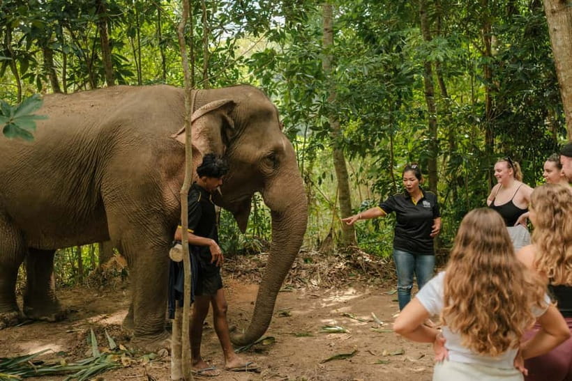 Krabi: Love Elephant Sanctuary Tour - Fruit preparation and feeding, done the “care” way
