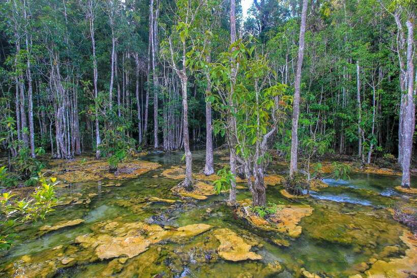 Krabi Outback Explorer to Emerald Pool & Wareerak Hotspring - Key Points Worth Noting Before You Go