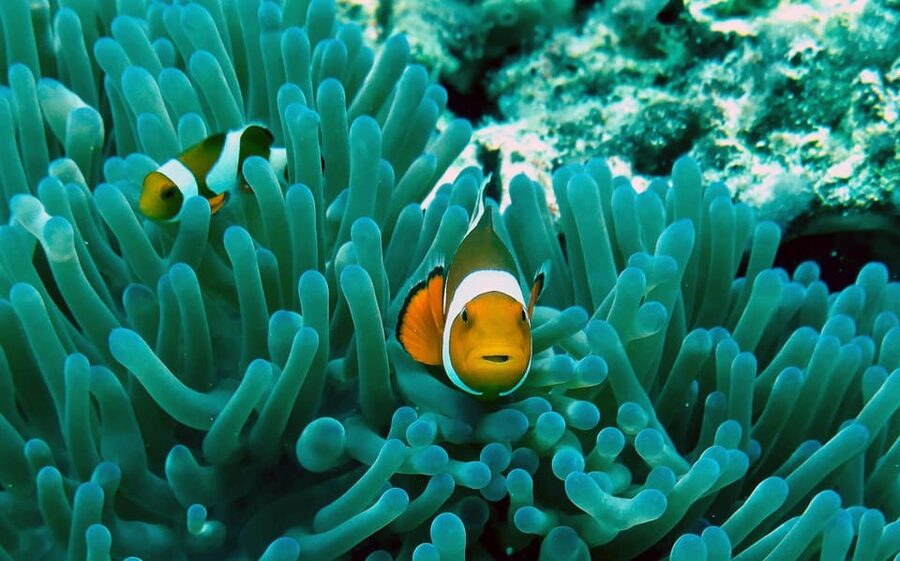 Krabi: Premium 4-Island Day Trip by Longtail Boat with Lunch - Snorkeling Rules, Gear, and How to Stay Comfortable