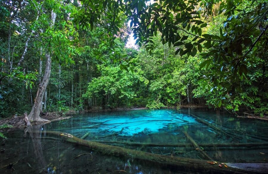 Krabi: Tiger Temple, Hot Springs & Crystal Pool Jungle Tour - Emerald Pool (Sra Morakot), Why the Water Looks Like That
