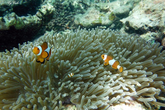Krabi to James Bond and Hong Islands Offbeat Speedboat Tour - Price and what you actually get for about $132
