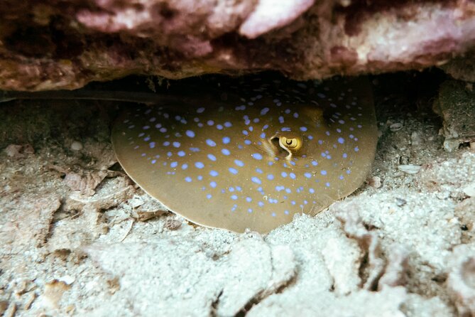 La Bombona Diving Koh Tao Try Dive - Your training day in a calm bay, shallow first