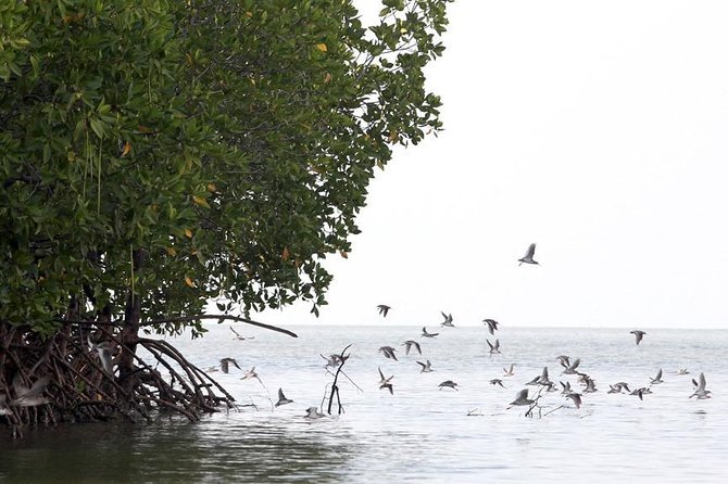 Lanta Old Town and Mangrove Forest Sightseeing Tour - Group size, guide approach, and what to expect from the language