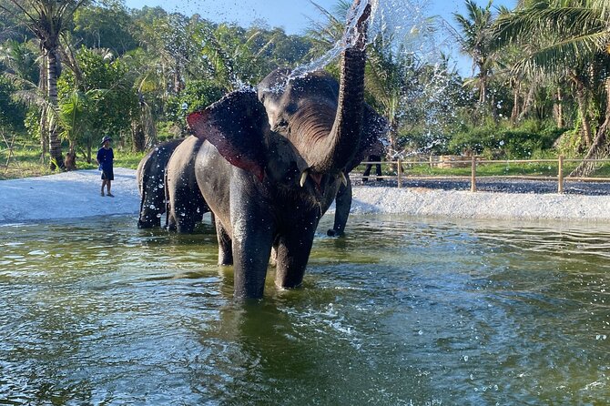 Living Green Elephant Sanctuary Experience near Bangkok & Pattaya - Key highlights to know before you go