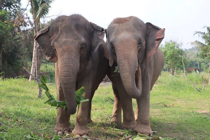 Living Green Elephant Sanctuary Experience near Bangkok & Pattaya - Why this ethical elephant day feels different