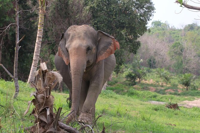 Living Green Elephant Sanctuary Experience near Bangkok & Pattaya - Meeting the team at Ekkamai Bus Terminal (or via pickup)