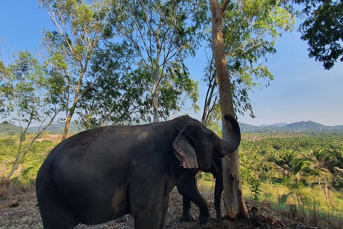Living Green Elephant Sanctuary Experience near Bangkok & Pattaya - Mo Hom shirts, conservation talk, and respectful elephant viewing