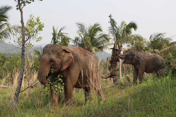 Living Green Elephant Sanctuary Experience near Bangkok & Pattaya - Trek to the sanctuary’s highest viewpoint for 180-degree views